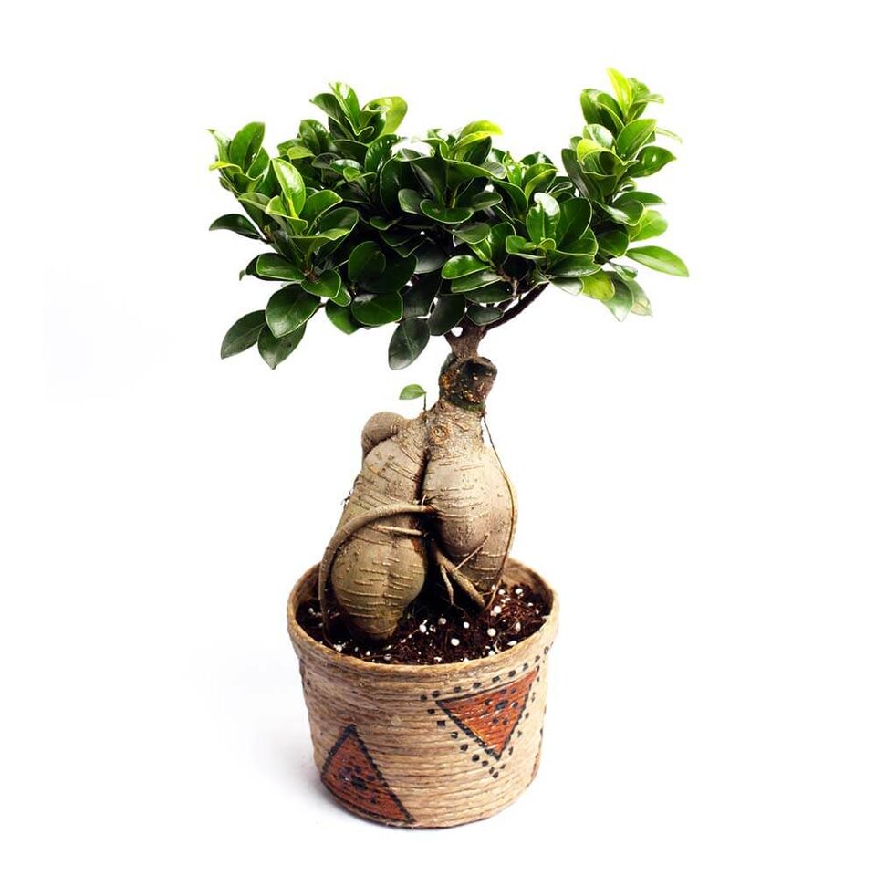 Nurturing Green Honey 4 Years Old Ficus Bonsai Plant