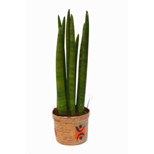 Sansevieria Big with Jute Pot Plant