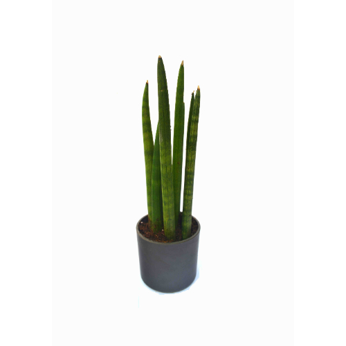 Sansevieria Small Plant with Fibre Pot 